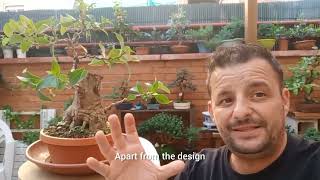 Como crear un BONSAI LIGUSTRINA tu mismo 😱 How to create a LIGUSTRINA BONSAI yourself yourself [upl. by Pelligrini]