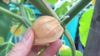 Physalis Cape Gooseberry Timelapse [upl. by Sixel691]