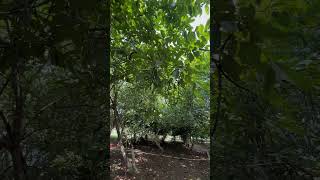 Wrightia tinctoria a medicinal tree of India tree medicinal nature botanicalgarden odisha [upl. by Packton]