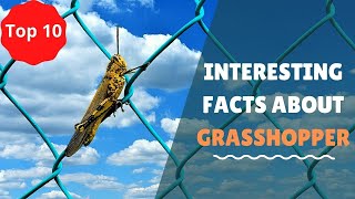 Top 10 Amazing Facts about Grasshoppers [upl. by Larrie]