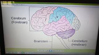 Brain parts easily explained in telugu [upl. by Siuqaj]