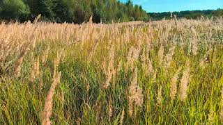 Calamagrostis September 2024 [upl. by Urbas671]