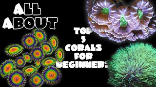 Top 5 Corals For Beginners [upl. by Greenlee83]