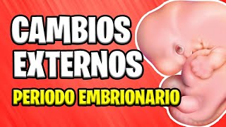 ✅ CAMBIOS EXTERNOS EN EL EMBRIÓN  PERIODO EMBRIONARIO 📚 EMBARAZO 👶 EMBRIOLOGÍA [upl. by Jany]