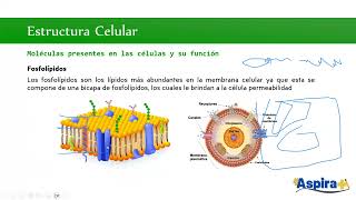 Biología Unidad 1 Sesión 2 UNAM SUAyED  2025 [upl. by Haik]