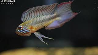 Apistogramma lineata [upl. by Tekla]