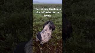 Wildfowling on the Somerset levels duckshooting duckhunters wildfowling [upl. by Eeliram]