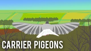 Carrier Pigeons World War I [upl. by Eillam]