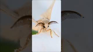 why are moths so beautiful moths silkmoth animals moth domesticsilkmoth bombyxmori [upl. by Cherie]