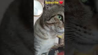 Bommus version 😂subscribe petcomedy youtubeshorts funny lyrics catlover music cover song [upl. by Annaicul945]