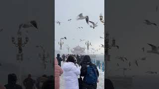 Seabirds flying with snow perpectpets pets cat funnyshorts dog funnyanimals cute [upl. by Procora]