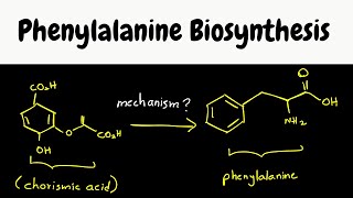 phenylalanine biosynthesis  biosynthesis part 8 [upl. by Dan]