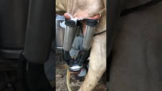 Milking fails animal animal cow dairyprocessing cowmilk milkingfails [upl. by Ahsekam]