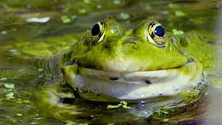 Frog Sound  Frog croaking in the pond  Frogs croaking [upl. by Ijuy]