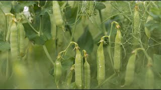 Leguminosen Gut für Boden und Biodiversität [upl. by Chappie]