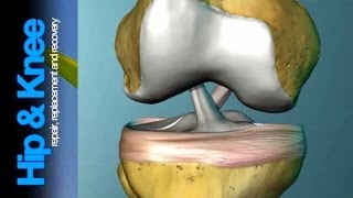 The Anterior Cruciate Ligament What is it amp what does it do [upl. by Glaab]