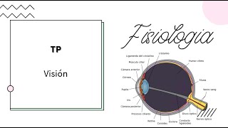 Neurofisiología  Visual  UBA  MEDICINA [upl. by Zemaj4]