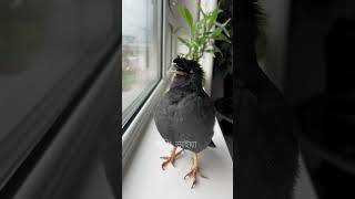 Shalik Pakhi Ya Rabbi Mustafa can sing ghazals  talkingbird [upl. by Aonehc]