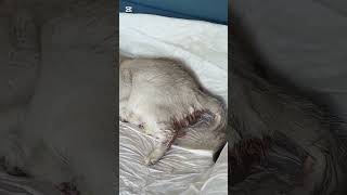 Want to See a Cat Birth Up Close Watch This Now Labor has begun Pregnant cat Candy Episode 3 [upl. by Euqinemod112]