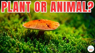 Are Mushrooms More Similar to Humans than Plants [upl. by Llertnom516]