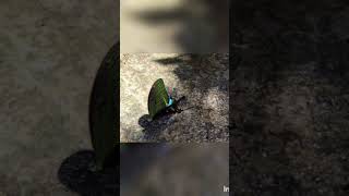 shortsfeedtrendingviralyoutubeshortsbutterflybeautyofnatureshortsyoutubeplantsnaturegarden [upl. by Haggerty]