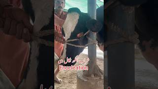 Enucleation in Cow youtube youtubeshorts viralvideo youtube [upl. by Auqinu]