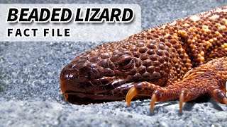 Mexican Beaded Lizard Facts VENOMOUS LIZARDS 🦎 Animal Fact Files [upl. by Toback467]