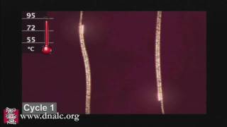 Polymerase Chain Reaction PCR [upl. by Follmer]