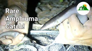 Meet The Longest Salamander in North America The Three Toed Amphiuma 4K [upl. by Elleoj]