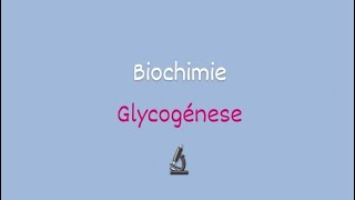 la glycogénes Biochimie approfondie [upl. by Ainahs]