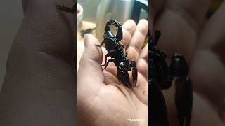 Heterometrus silenus amazing firsttime onhand happy pets scorpion [upl. by Atnomed337]