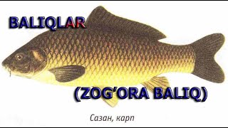 BALIQLAR  ZOGORA BALIQNING TASHQI TUZILISHI  БAЛИҚЛAР  ЗОҒОРA БAЛИҚНИНГ ТAШҚИ ТУЗИЛИШИ [upl. by Iahs]