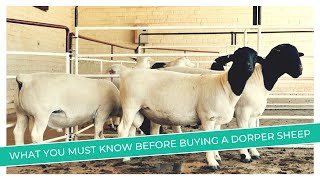 Dorper Sheep Price Revealed  Discover the Factors That Affect Prices [upl. by Eintroc981]