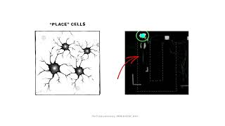 The Role of Place Cells in the Hippocampus [upl. by Sirromed]