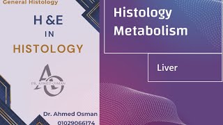 Liver Histology Metabolism [upl. by Aivilys388]