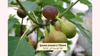 أغاني صباحية تونسية  chansons matinales tunisiennes [upl. by Marcos929]