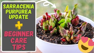 Sarracenia Purpurea Care Tips For Beginners Purple Pitcher Carnivorous Plant 8 Month Update [upl. by Nauqal236]