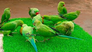 Parrot Sound Videos  Natural Parrot Talking Videos  Mitthu Mitthu Parrot SoundVoice [upl. by Enniroc]