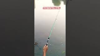 Ora budal mancing rugi dongShorts [upl. by Eugenle]