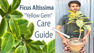 How to care for the rare Ficus Altissima quotYellow Gemquot plant [upl. by Nyrol]