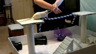 Rattie Training Video Tightrope Walking  Part One [upl. by Notsirb]