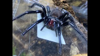 Macrothele gigas  Japanese Funnel Web part 3 rehouse [upl. by Iret]