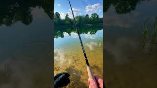 Another Bluegill on the Fly Rod fishing bluegill ll [upl. by Idram]