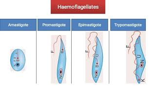 Haematology module practical 4 visceral leishmaniasis trypanosomes [upl. by Yanffit]