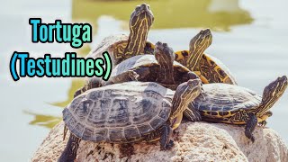 Curiosidades Fascinantes sobre las Tortugas El Reptil más Antiguo [upl. by Aciras695]