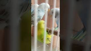 Lovebirds Singing amp Chirping Sound 🥰birdscute soundlovebirdsyoutubeshortsfeedviralvideo [upl. by Nayhr426]