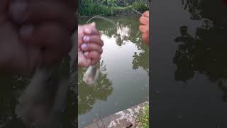 Fishing with Hook fishing fish shorts short viralvideo [upl. by Akeim]