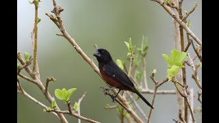 BEST TRAINING SONG quotPIJEPIJEquot Picolet  Curió  Chestnutbellied Seedfinch  Oryzoborus angolensis [upl. by Jain]