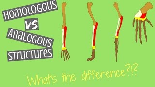 Homologous Structures vs Analogous Structures  Key Differences [upl. by Aonehc]