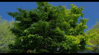 A Great MediumSized Tree Persian Ironwood Parrotia Persica [upl. by Elianore]